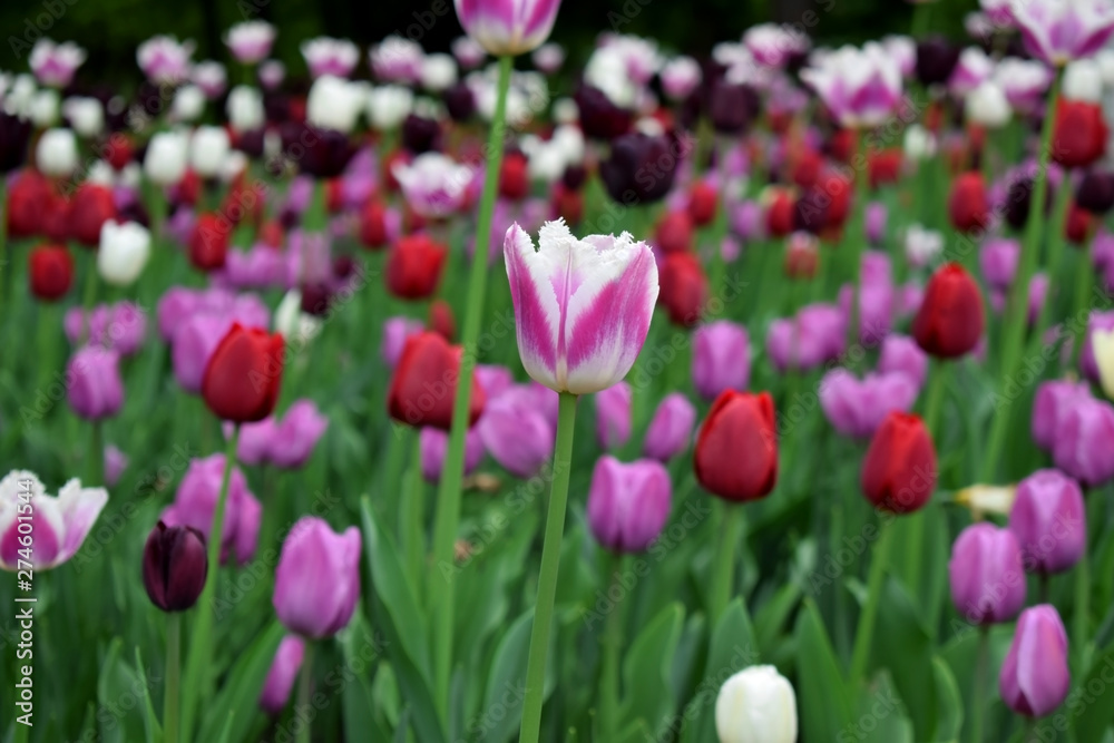 Close-up of a pink and white tulip and many others in the background. Flower field