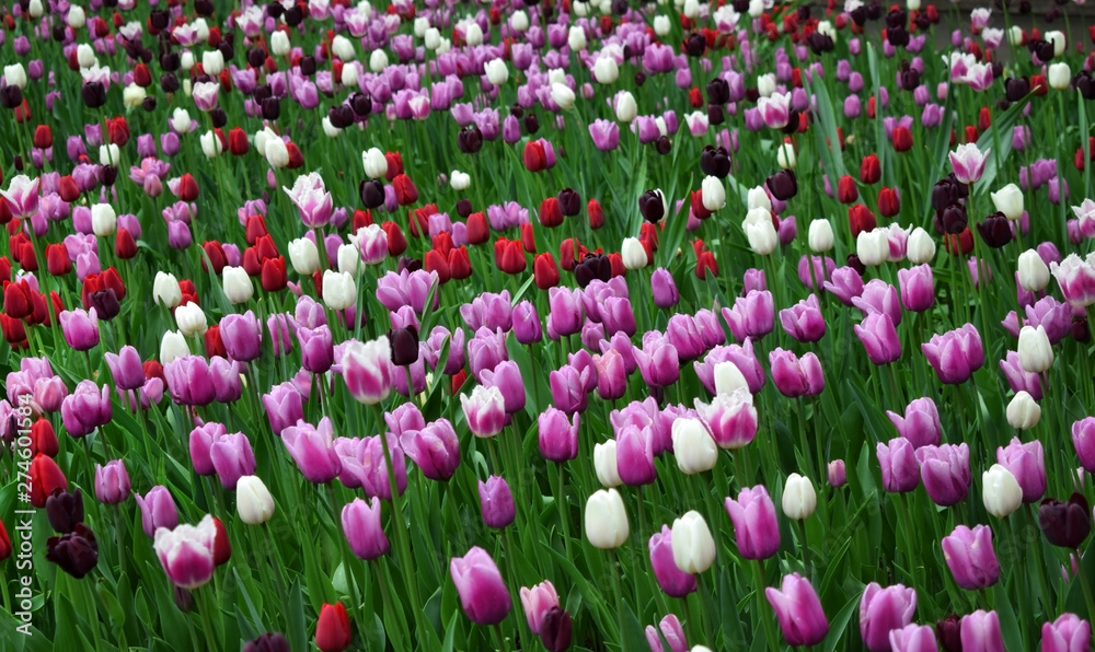 Field of pink, white, red and purple tulips
