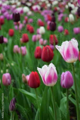 Close-up of a pink and white tulip and many others in the background. Flower field