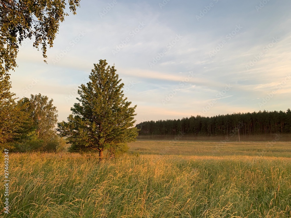 Obraz premium tree in the field