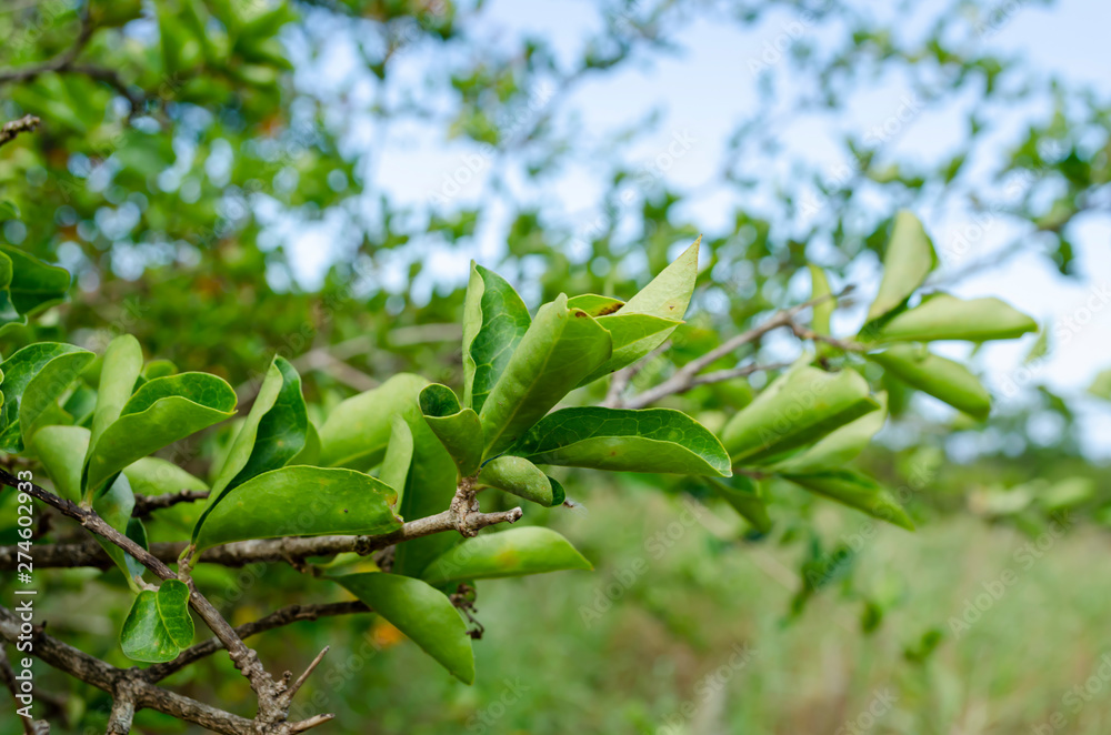 Obraz premium Drought Effect On Acerola Cherry Tree
