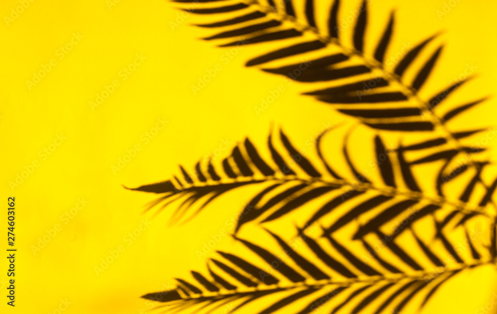 Top view of tropical palm leaves shadow on yellow background.