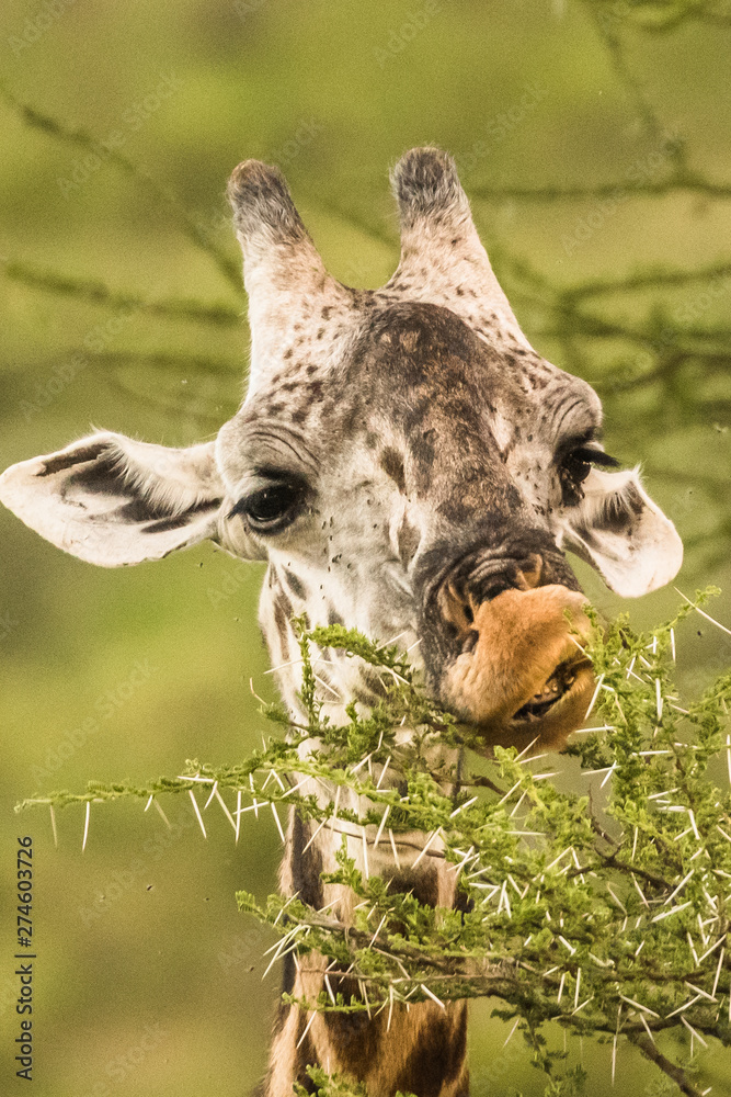 Obraz premium Giraffe in front Amboseli national park Kenya masai mara.