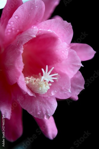 pink flower and bud of Epifilum cactus plant