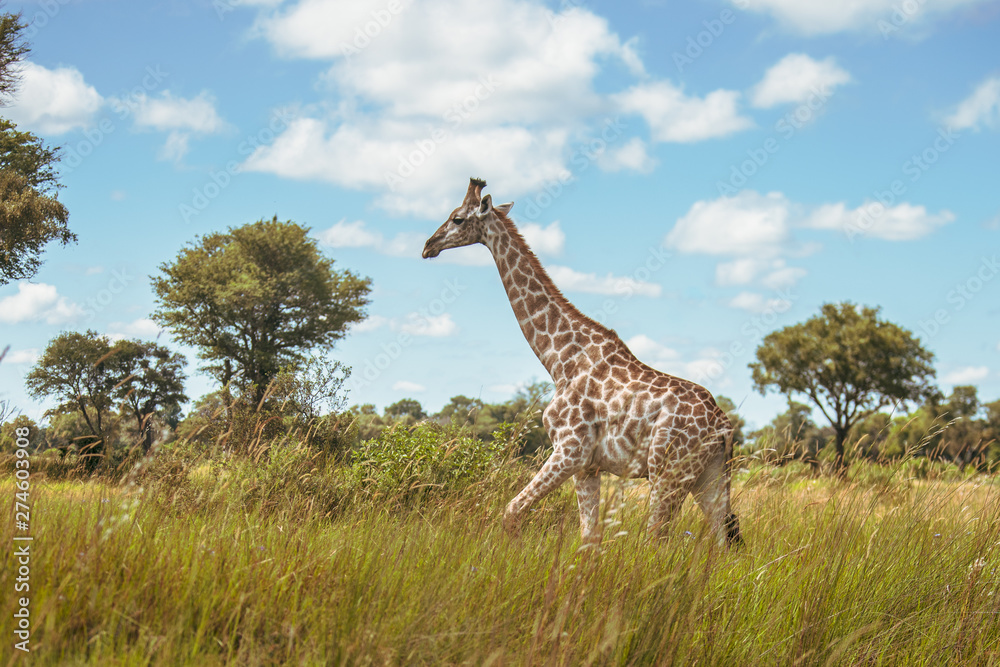 Obraz premium Giraffe in front Amboseli national park Kenya masai mara.