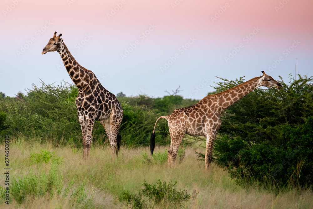 Obraz premium Giraffe in front Amboseli national park Kenya masai mara.