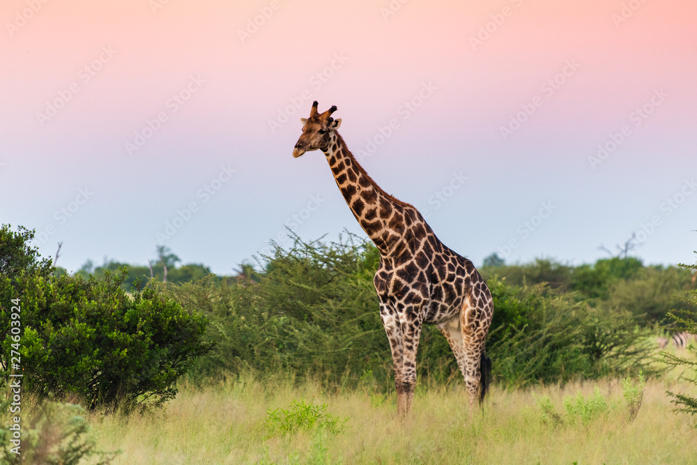 Obraz premium Giraffe in front Amboseli national park Kenya masai mara.