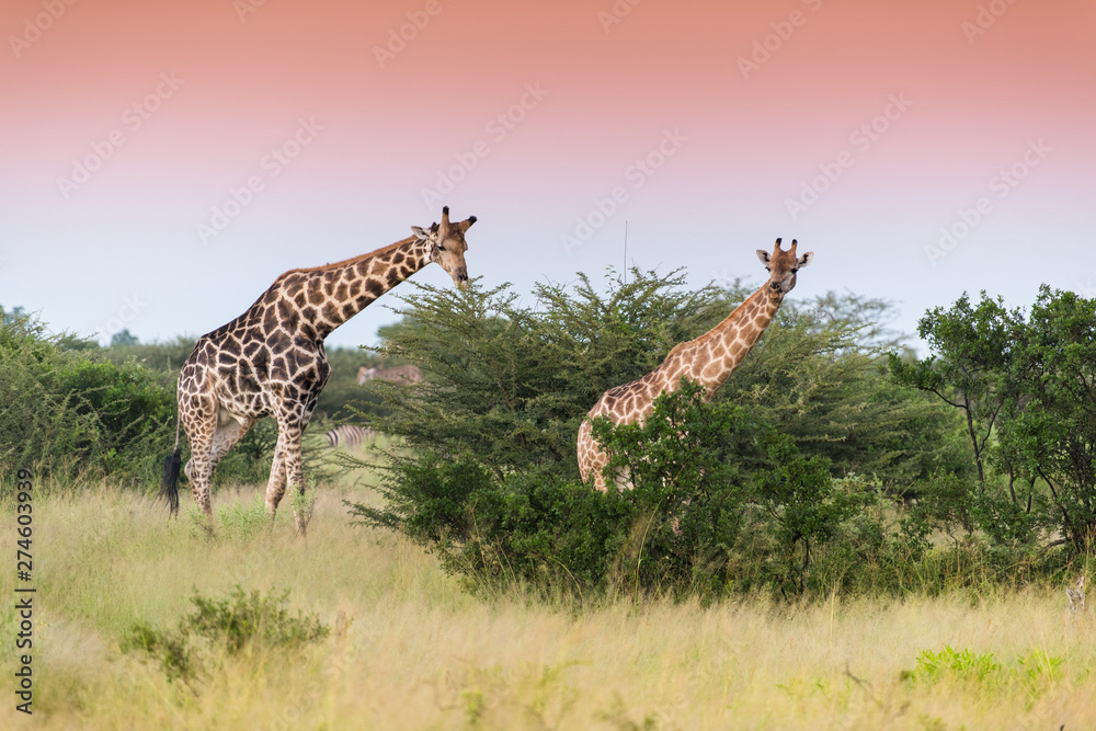 Obraz premium Giraffe in front Amboseli national park Kenya masai mara.