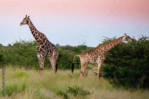 Giraffe in front Amboseli national park Kenya masai mara. © vaclav