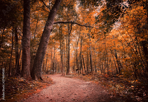 autumn in the forest