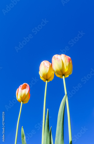 Beautiful yellow tulips in spring against blue sky