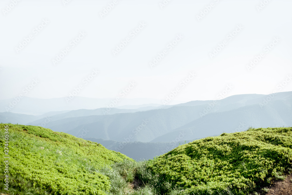 Landscape view on the green mountains covered with bilberry leaves in the Carpathians