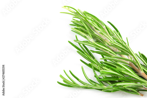Fresh branch of rosemary herb isolated on white background