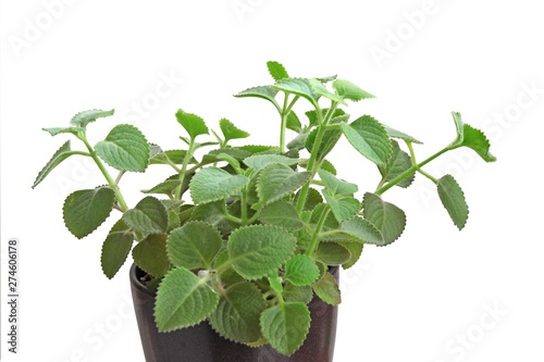 fragrant,green leaves of african mint plant