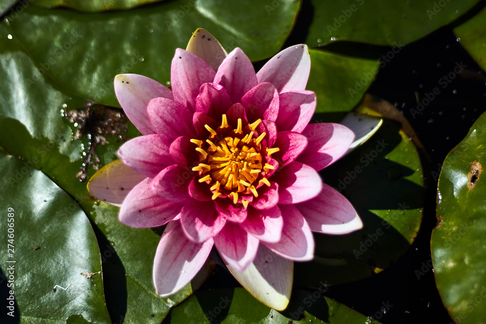Lotus flower in a garden with green leaves Lotus flower in a garden with green leaves