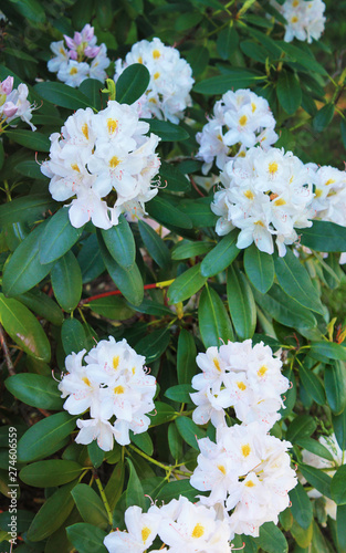 Beautiful white rodendrons enjoy the sun and are buried in dew. Panorama with rodedron photo