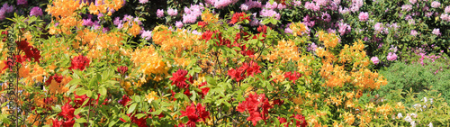 Panorama with beautiful red and yellow rodendrons. Rodendron bushes meet the morning dawn