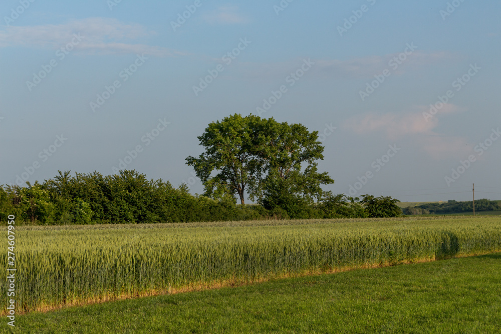 Lush green wheat field and country side scenery on a bright, sunny spring day, Vojvodina, Serbia. Natural background.