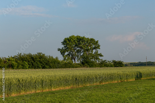 Obraz na płótnie Lush green wheat field and country side scenery on a bright, sunny spring day, Vojvodina, Serbia. Natural background. w salonie