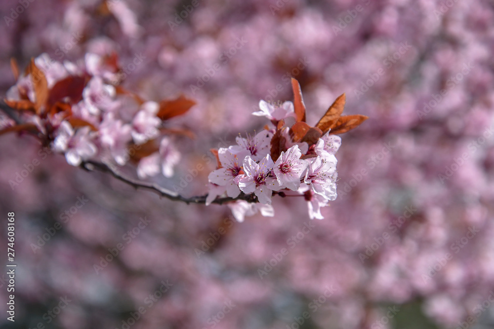 Obraz premium Cherry tree in blossom.