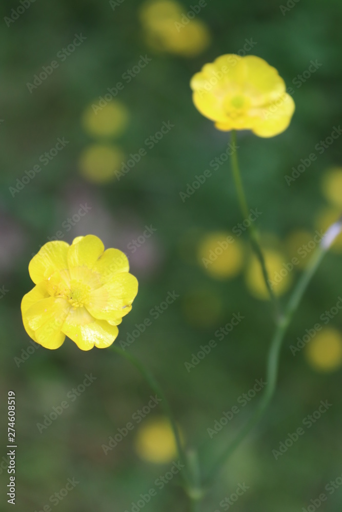 Obraz premium yellow poppy flower