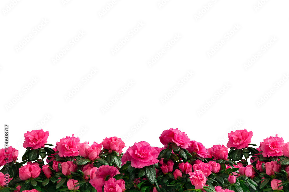 Pink potted azaleas (Azalea indica) isolated on white background. Bottom decoration, side view.