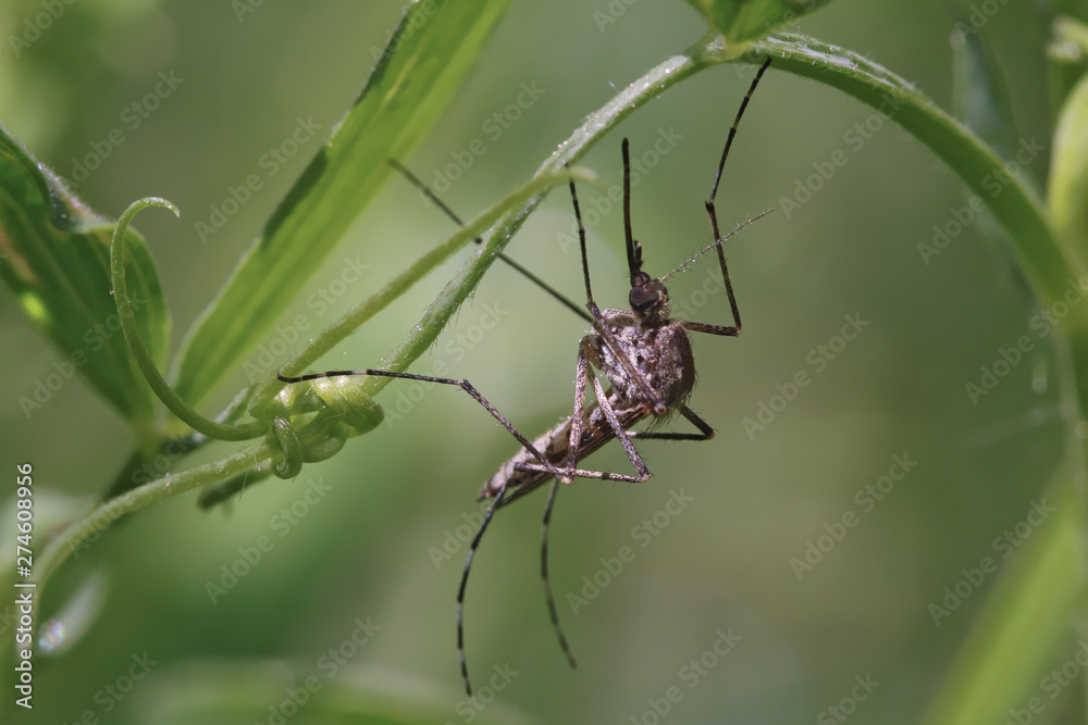 Mosquito resting on the grass. Male and female mosquitoes feed on nectar and plant juices, but many species of mosquitoes can suck the blood of animals. Mosquito resting on the grass. Male and female mosquitoes feed on nectar and plant juices, but many species of mosquitoes can suck the blood of animals.