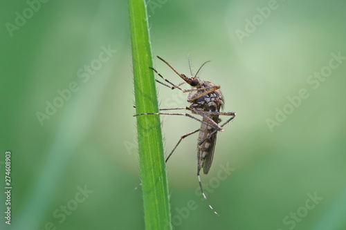 Mosquito resting on the grass. Male and female mosquitoes feed on nectar and plant juices, but many species of mosquitoes can suck the blood of animals.