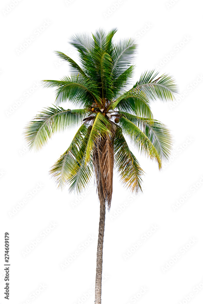 coconut palm trees isolated on white background. work with clipping path. coconut palm trees isolated on white background. work with clipping path.