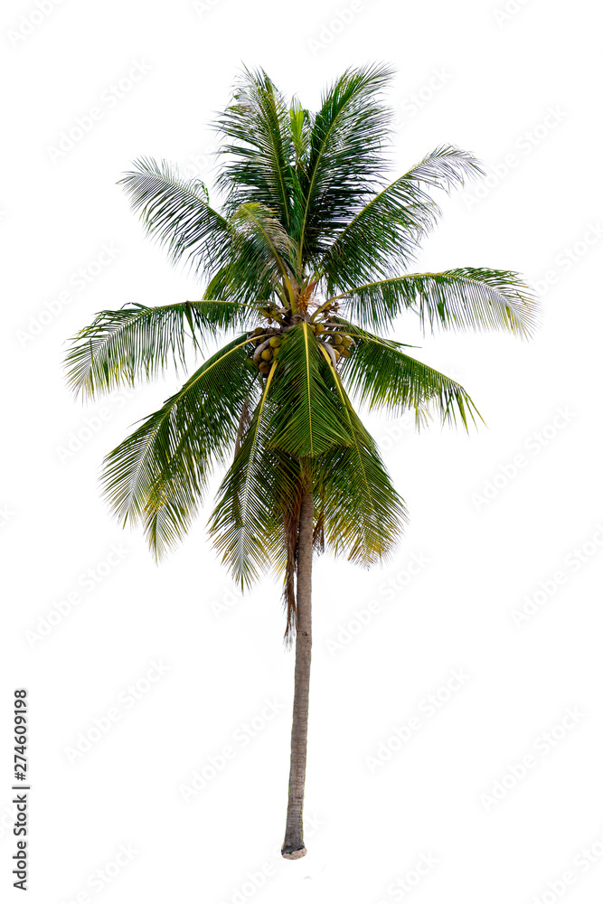 Obraz premium coconut palm trees isolated on white background. work with clipping path.