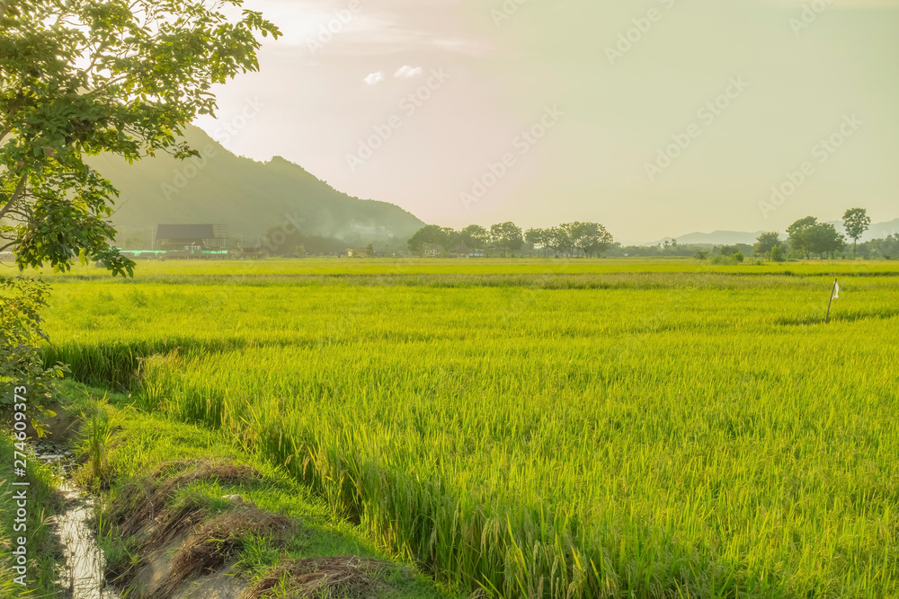 Obraz premium Rice fields in the evening before sunset