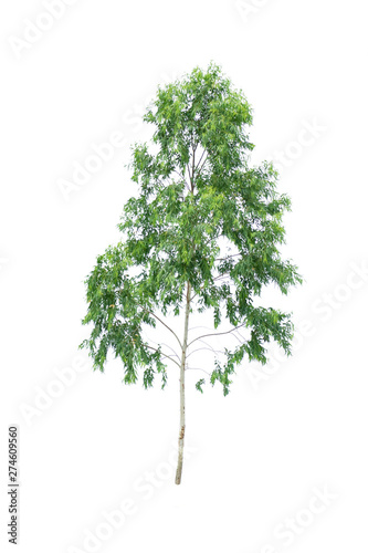 The isolated tree on white background , Suitable for use in architectural design , Decoration work , Used with natural articles both on print and website, work with clipping path.