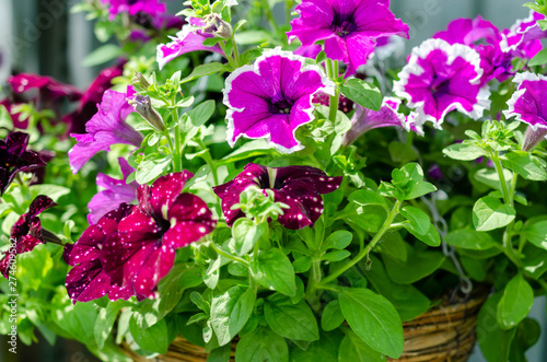 Lots of bright pink purple flowers in fluffy green bush