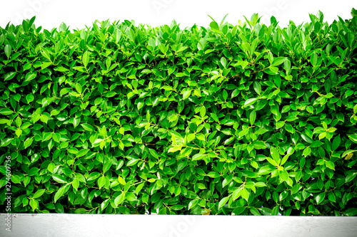 green trees with hedge on background in ornamental garden, green hedge or Green Leaves Wall on isolated