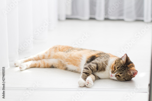 The domestic cat of three colors of wool sleeps on the floor of the white house