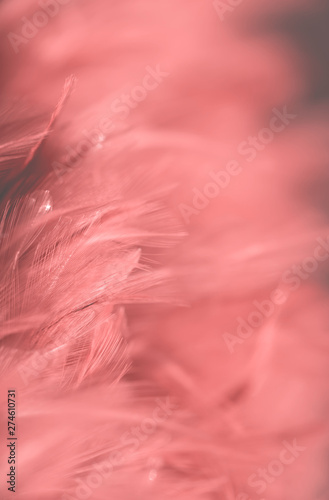 Image nature art of wings bird Soft pastel detail of design chicken feather texture white fluffy twirled on transparent background wallpaper Abstract. Coral Pink color trends and  vintage.