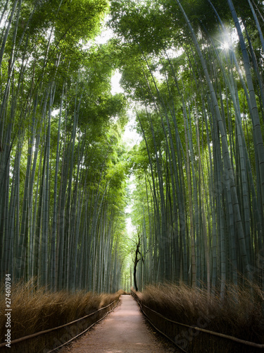 Sun shining into bamboo forest - perfectly straight lines