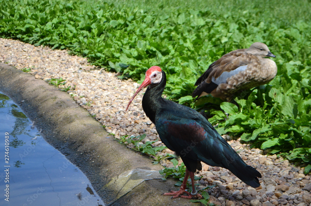 Obraz premium Dvur Kralove Zoo