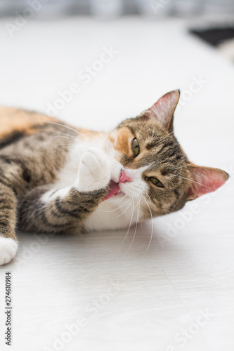 Fototapeta Naklejka Na Ścianę i Meble -  Domestic red cat washing lying on the floor