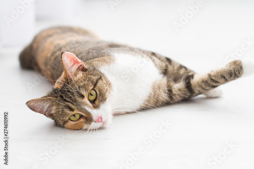 Ginger domestic cat lying on the floor