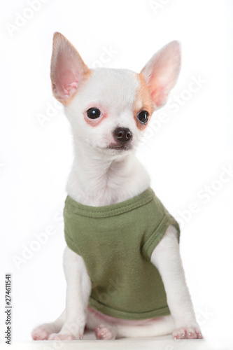 chihuahua Dog in front of white background Cute © Cedric TOSONI