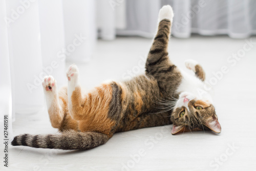 Adult cat lying on its back on the floor at home, up paws