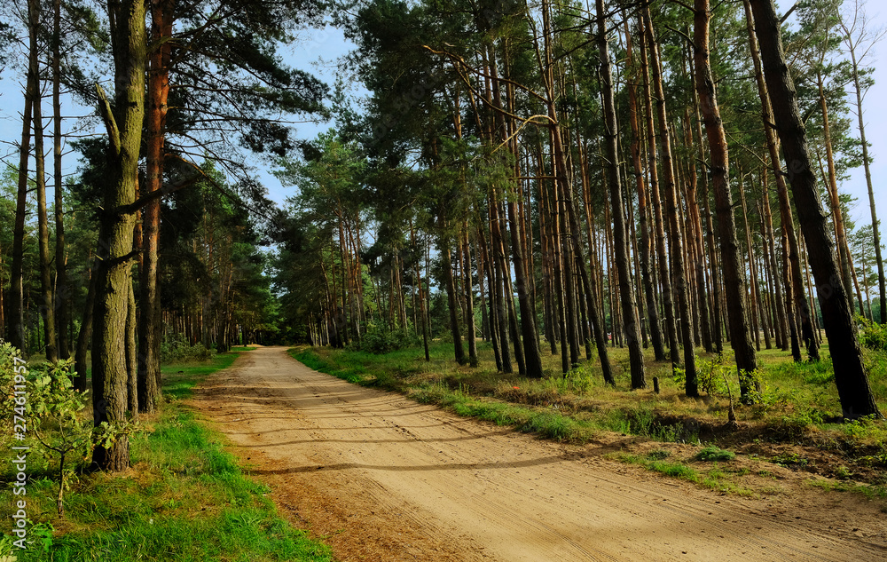 Sandy road in a pine grove Sandy road in a pine grove