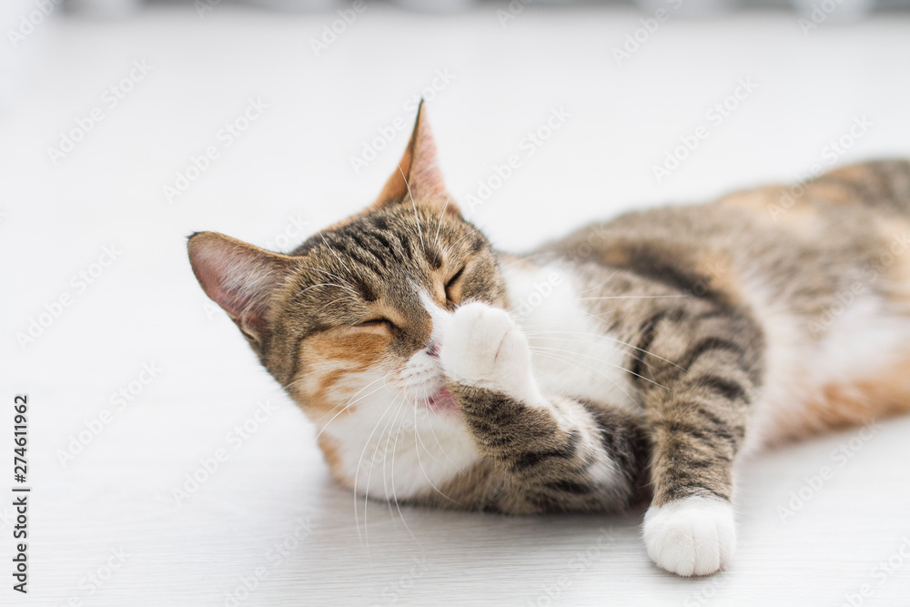 Adult domestic tricolor cat lying lying on the floor