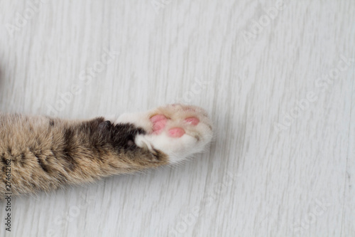 Cat furry paw on white background close-up