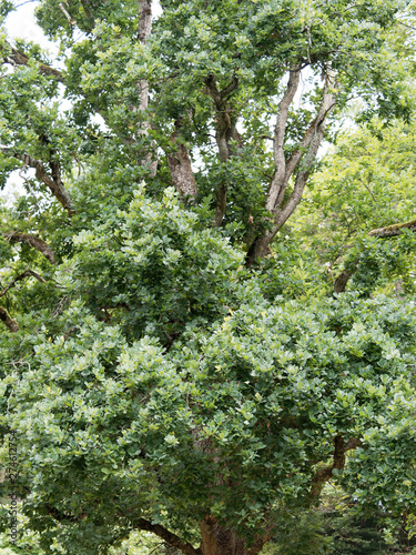 Chêne pyramidal (Quercus robur fastigiata) , une variété de chêne à hautes tiges fortement ramifié de cime couronnée retombante