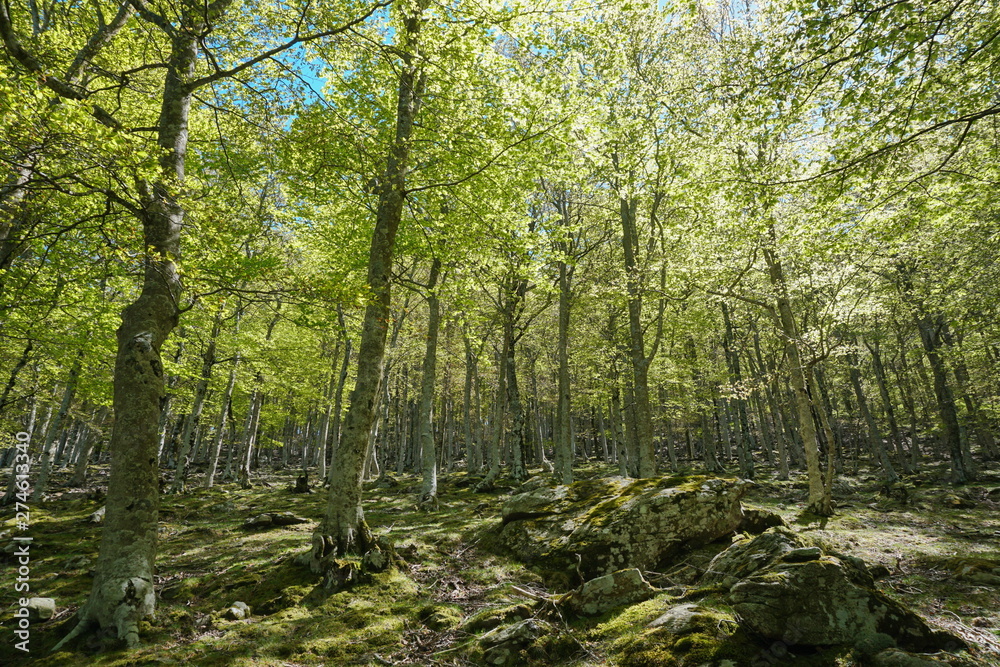 Landscape in the forest, France, Massif des Alberes, Pyrenees Orientales, Occitanie