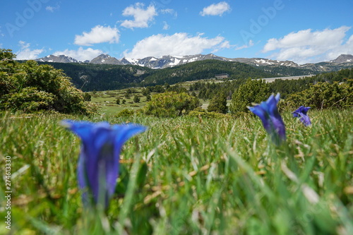 Mountain landscape meadow with blue flowers in foreground, France, Pyrenees-Orientales, natural park of the Catalan Pyrenees photo