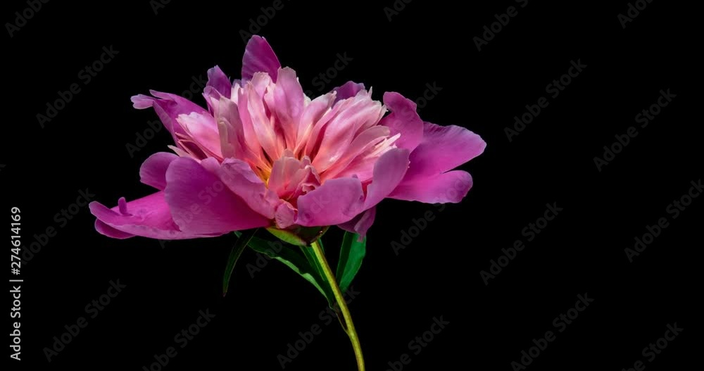 Timelapse of opening pink peony flower 4K PNG+ format with ALPHA transparency channel isolated on black background Timelapse of opening pink peony flower 4K PNG+ format with ALPHA transparency channel isolated on black background
