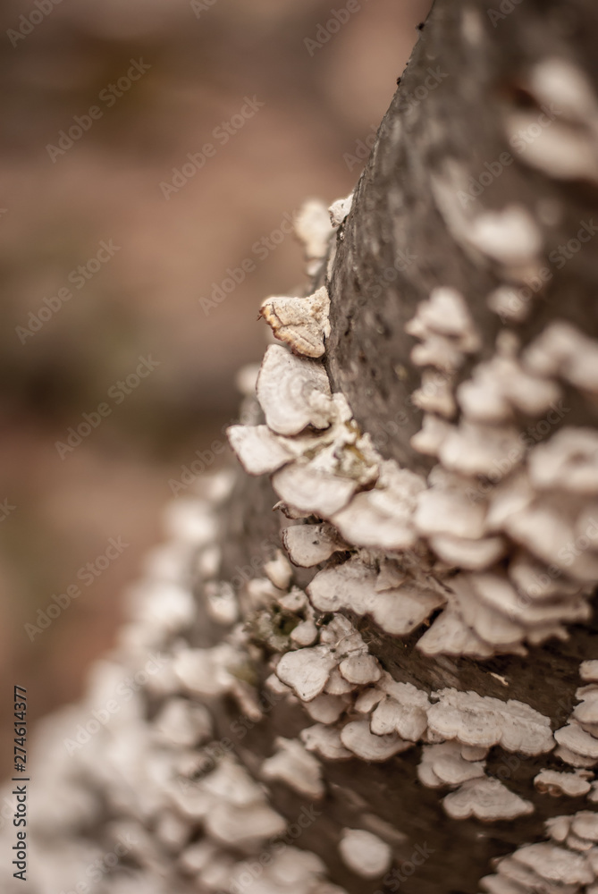 Forest Stem Forest Stem